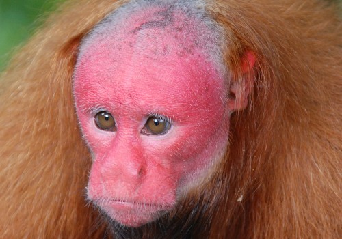 The Fascinating Vocalizations of Bald Monkeys